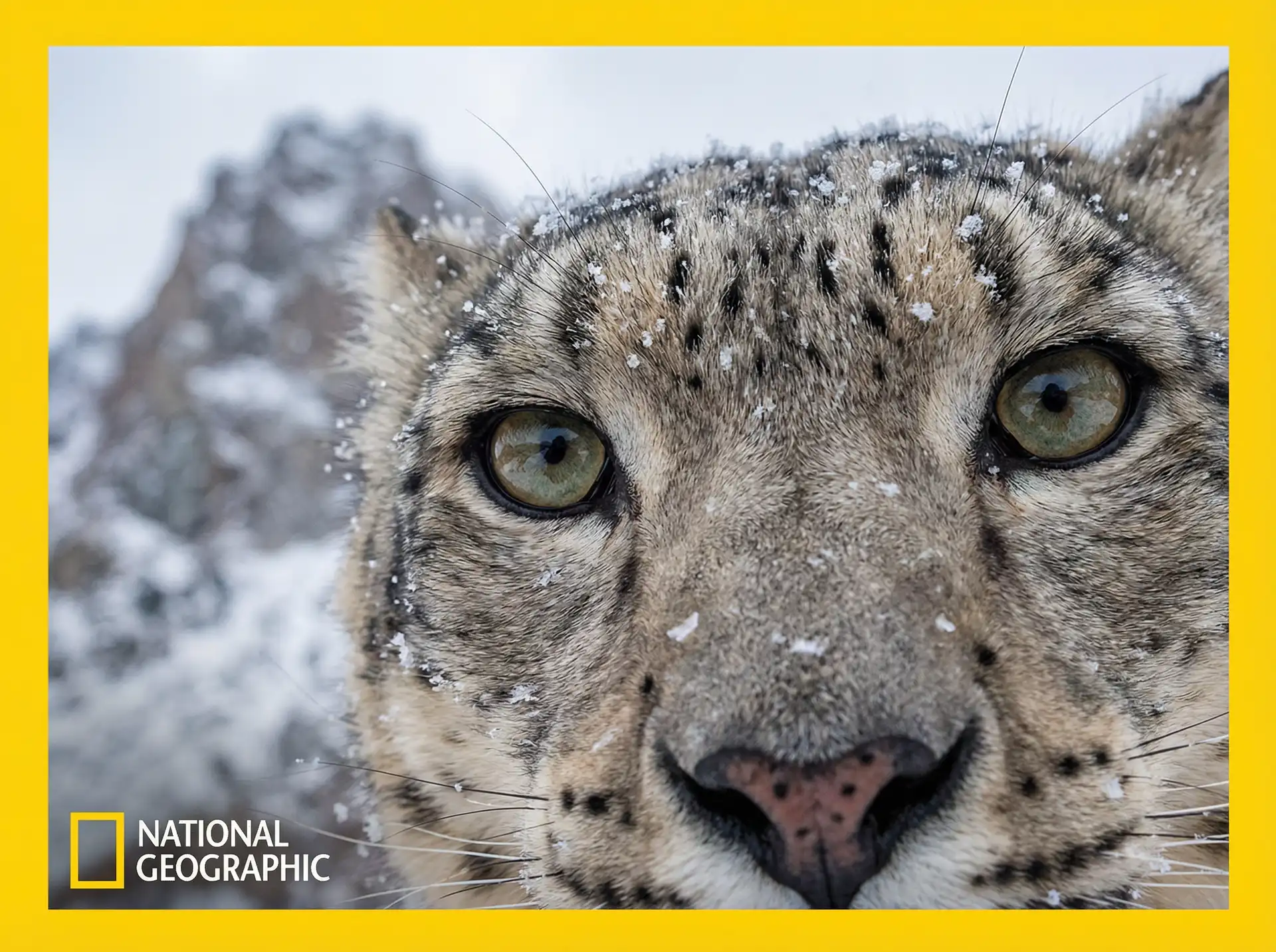 雪豹追踪 - 猎奇视频 小宝探花